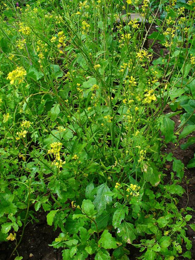 عکسهای گیاه دارویی خردل سیاه Brassica nigra 3